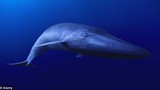 Cuộc săn lùng cá voi “cô đơn” nhất Trái đất